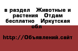  в раздел : Животные и растения » Отдам бесплатно . Иркутская обл.